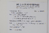 爵床藏品圖，第2張