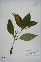 臺灣馬藍藏品圖，第1張