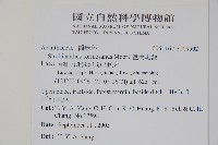 臺灣馬藍藏品圖，第2張