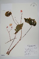 裂葉秋海棠、巒大秋海棠藏品圖，第1張