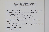 裂葉秋海棠、巒大秋海棠藏品圖，第2張