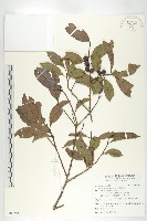 山紅柿藏品圖，第1張