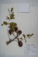 鐘萼木藏品圖，第1張