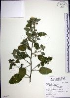 圓葉金午時花藏品圖，第1張