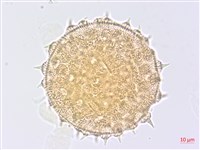 圓葉金午時花藏品圖，第2張