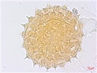 圓葉金午時花藏品圖，第3張