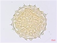 圓葉金午時花藏品圖，第4張