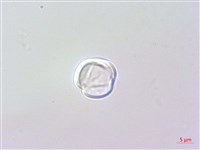 野甘草、甜珠子草藏品圖，第2張