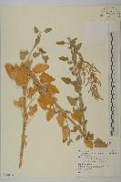 變葉藜藏品圖，第1張