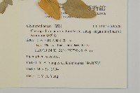 變葉藜藏品圖，第2張