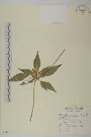 登錄號:S109523藏品圖，第1張