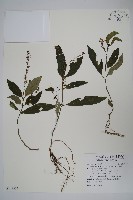 針刺草藏品圖，第1張