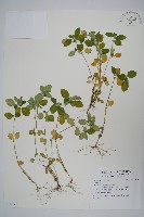 登錄號:S109530藏品圖，第1張