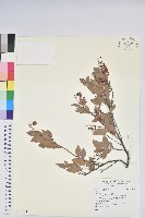 登錄號:S109533藏品圖，第1張