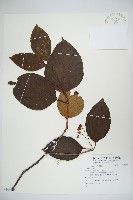 登錄號:S109534藏品圖，第1張