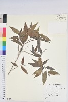 登錄號:S109535藏品圖，第1張