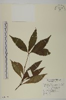 草珊瑚、紅果金粟蘭藏品圖，第1張