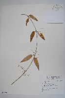 登錄號:S109541藏品圖，第1張