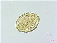 木荷藏品圖，第2張