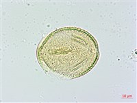 木荷藏品圖，第3張