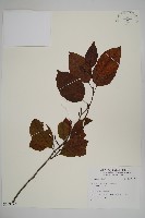 登錄號:S109572藏品圖，第1張