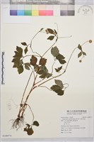 辣子草、揚子毛茛藏品圖，第1張