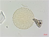 登錄號:S109577藏品圖，第1張