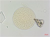 登錄號:S109577藏品圖，第2張