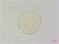 登錄號:S109577藏品圖，第3張