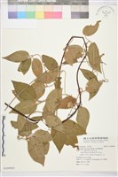 麥氏鐵線蓮藏品圖，第2張