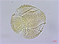 登錄號:S109584藏品圖，第2張