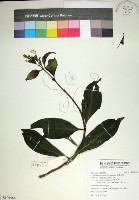 玉葉金花藏品圖，第1張