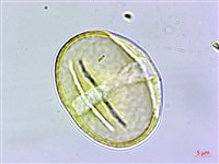 登錄號:S109588藏品圖，第1張