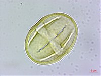 登錄號:S109588藏品圖，第2張