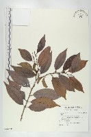 登錄號:S109595藏品圖，第1張