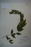 登錄號:S109597藏品圖，第1張