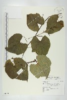 登錄號:S109598藏品圖，第1張