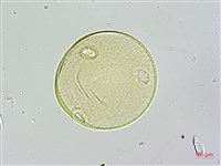 登錄號:S109598藏品圖，第3張