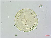 登錄號:S109598藏品圖，第4張