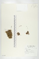 登錄號:S109603藏品圖，第1張