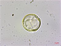 四國珍珠菜藏品圖，第1張