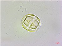 四國珍珠菜藏品圖，第2張