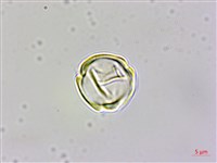 四國珍珠菜藏品圖，第3張