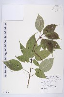 青莢葉藏品圖，第1張