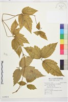 銹毛鐵線蓮藏品圖，第1張