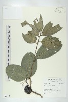 登錄號:S109617藏品圖，第1張