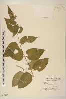 登錄號:S109618藏品圖，第1張