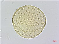 山棕藏品圖，第2張