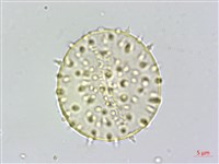 山棕藏品圖，第3張