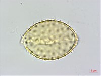 山棕藏品圖，第4張